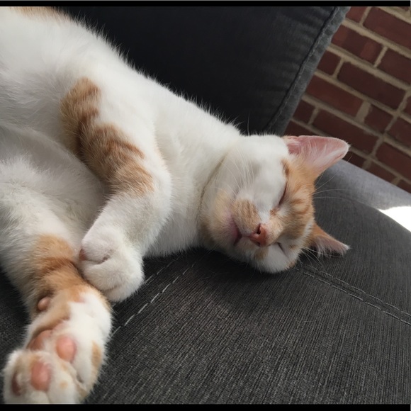 Meet your Posher, Jj - Picture 1 of 1